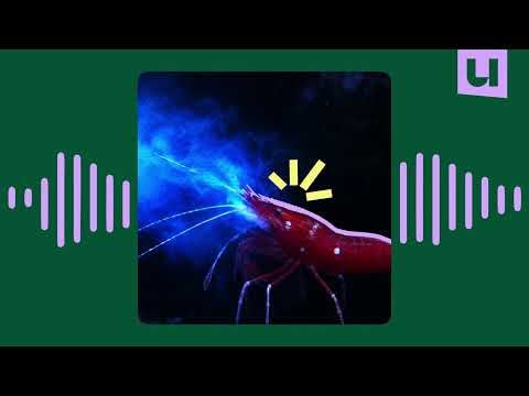 🎧 Hoe je door deze garnaal binnen een halfuur weet of jij een soa hebt